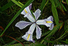 Wildflowers Page Link