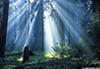 sequoia_02_web.jpg