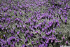 Lavender_2001_web.jpg