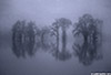 flood_trees_B_web.jpg