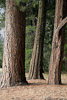 Three_Trees_3977_A_web.jpg